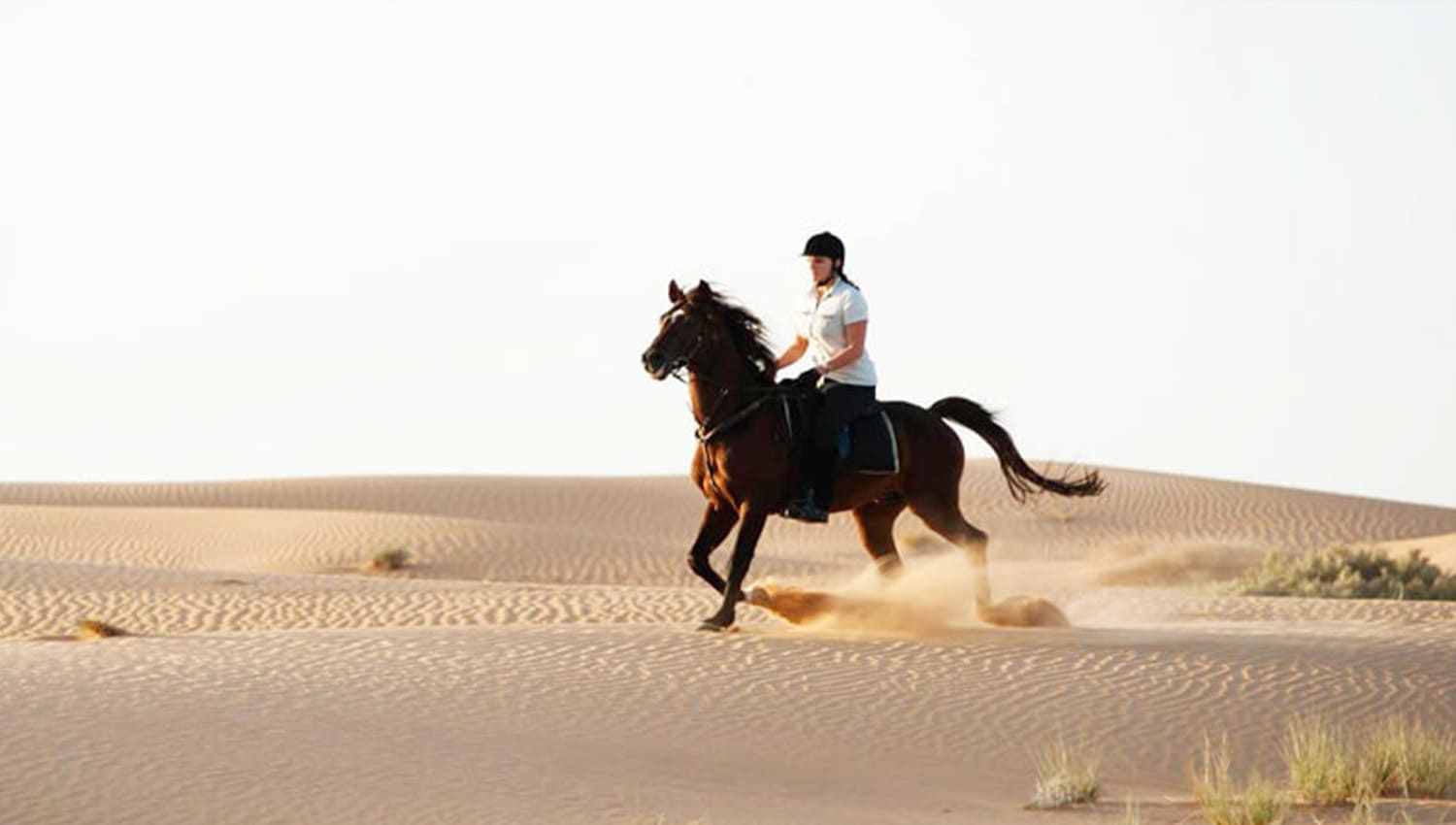 dubai horse riding - One of the most luxurious and famous service we provide is horse riding that can be arraged on order.